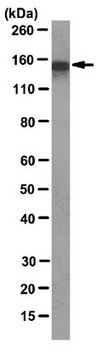 Anti-CEACAM1 Antibody, clone 4D1/C2 clone 4D1/C2, from mouse