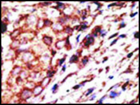 Anti-Mouse Tlr8 (C-term) antibody produced in rabbit IgG fraction of antiserum, buffered aqueous solution