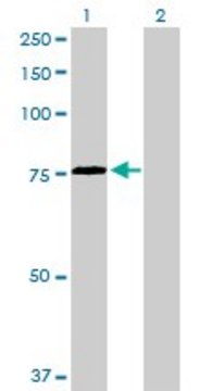 Anti-HSPA2 antibody produced in rabbit purified immunoglobulin, buffered aqueous solution