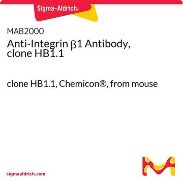 Anti-Integrin &#946;1 Antibody, clone HB1.1 clone HB1.1, Chemicon&#174;, from mouse