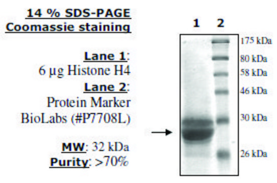 Histone H4 (2-58) human recombinant, expressed in E. coli, &#8805;70% (SDS-PAGE)