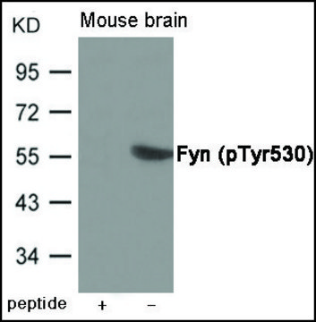 Anti-phospho-Fyn (pTyr530) antibody produced in rabbit affinity isolated antibody