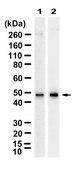 Anti-Siglec5/CD170 Antibody, clone 2J17 ZooMAb® Rabbit Monoclonal recombinant, expressed in HEK 293 cells