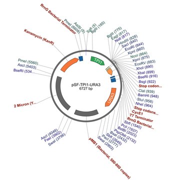 PSF-TPI1-URA3-强启动子酵母质粒 plasmid vector for molecular cloning