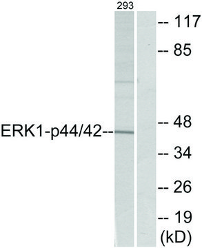 Anti-p44 MAP Kinase antibody produced in rabbit affinity isolated antibody