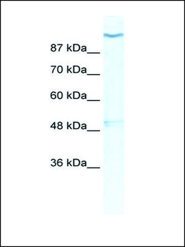 Anti-KCNH6 (AB1) antibody produced in rabbit affinity isolated antibody