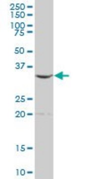 Anti-ALAD antibody produced in mouse purified immunoglobulin, buffered aqueous solution