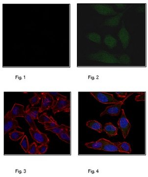 Anti-Puromycin, clone 17H1, Alexa Fluor&#8482; 488 Conjugate Antibody clone 17H1, 0.5&#160;mg/mL, from rat