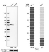 Anti-TRAF4 antibody produced in rabbit Prestige Antibodies® Powered by Atlas Antibodies, affinity isolated antibody, buffered aqueous glycerol solution