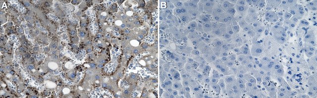 Anti-Albumin Antibody, clone 1D8 ZooMAb&#174; Rabbit Monoclonal recombinant, expressed in HEK 293 cells