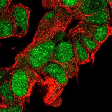 Anti-CLASRP antibody produced in rabbit Prestige Antibodies&#174; Powered by Atlas Antibodies, affinity isolated antibody