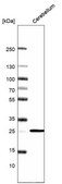 Monoclonal Anti-CALB1 antibody produced in mouse Prestige Antibodies® Powered by Atlas Antibodies, clone CL15060, purified antibody (Protein A)