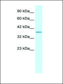 Anti-SOX18 affinity isolated antibody