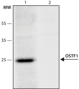 Anti-OSTF1 (21-35) antibody produced in rabbit IgG fraction of antiserum