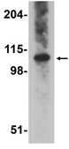 Anti-OTUD4 Antibody from rabbit, purified by affinity chromatography