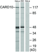 Anti-CARD10 antibody produced in rabbit affinity isolated antibody
