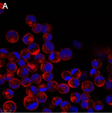 抗-流感 A 核蛋白抗体，克隆 A3 ZooMAb&#174; 小鼠单克隆 recombinant, expressed in HEK 293 cells