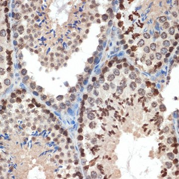 Anti-eIF3e antibody produced in rabbit