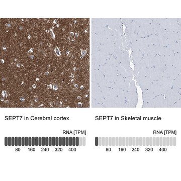 Anti-SEPT7 antibody produced in rabbit Prestige Antibodies&#174; Powered by Atlas Antibodies, affinity isolated antibody, buffered aqueous glycerol solution, ab1