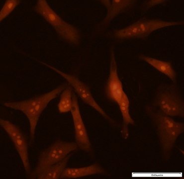 BioTracker&#8482; rRNA Live Cell Probe Fluorescent detection of ribosomal RNA and cell nucleoli