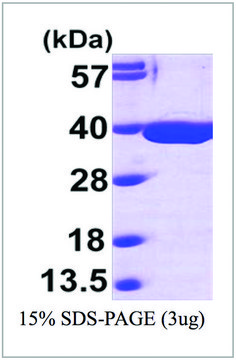 MDH2 human recombinant, expressed in E. coli, &#8805;95% (SDS-PAGE)