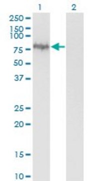 Monoclonal Anti-ENAH antibody produced in mouse clone 3E6, purified immunoglobulin, buffered aqueous solution