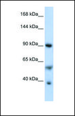 Anti-PPARGC1A affinity isolated antibody
