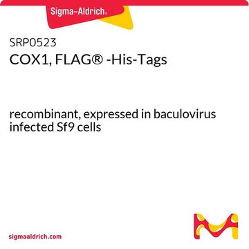 COX1, FLAG&#174; -His-Tags recombinant, expressed in baculovirus infected Sf9 cells