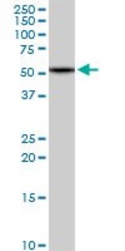 Anti-HBS1L antibody produced in rabbit purified immunoglobulin, buffered aqueous solution