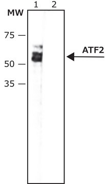 Anti-phospho-ATF-2 (pThr69,71) antibody, Mouse monoclonal clone ATF-22P, purified from hybridoma cell culture