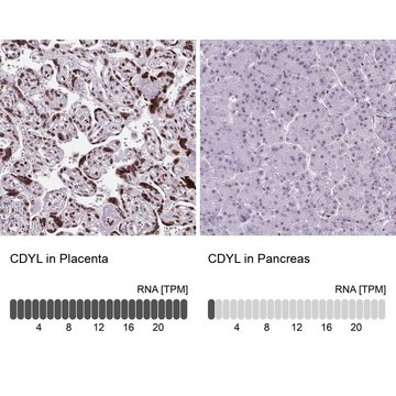 Anti-CDYL antibody produced in rabbit Prestige Antibodies&#174; Powered by Atlas Antibodies, affinity isolated antibody, buffered aqueous glycerol solution