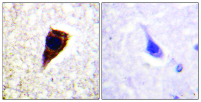 Anti-Connexin 43 antibody produced in rabbit affinity isolated antibody