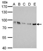 Monoclonal Anti-THOC1 antibody produced in mouse