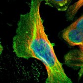 Anti-CCNT2 antibody produced in rabbit Prestige Antibodies® Powered by Atlas Antibodies, affinity isolated antibody, buffered aqueous glycerol solution