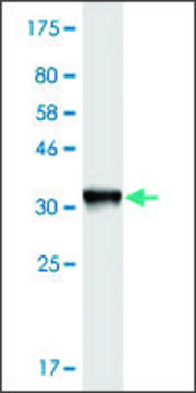 Monoclonal Anti-KNTC1, (C-terminal) antibody produced in mouse clone 10D9, purified immunoglobulin, buffered aqueous solution