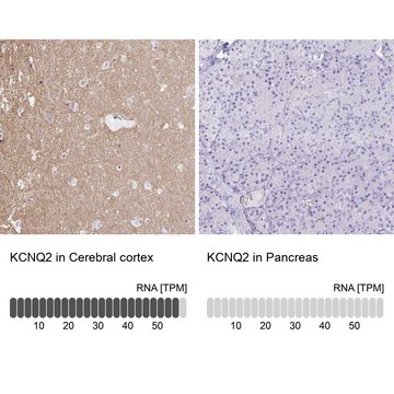 Anti-KCNQ2 antibody produced in rabbit Prestige Antibodies&#174; Powered by Atlas Antibodies, affinity isolated antibody, buffered aqueous glycerol solution