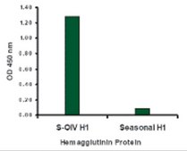 Anti-Swine H1N1 Hemagglutinin antibody produced in rabbit affinity isolated antibody