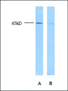 Anti-TFAP2A antibody produced in rabbit IgG fraction of antiserum