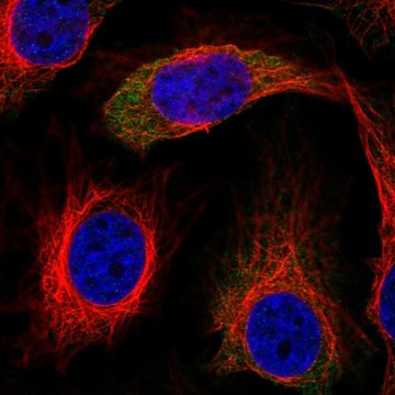 Anti-IRS2 antibody produced in rabbit Prestige Antibodies&#174; Powered by Atlas Antibodies, affinity isolated antibody