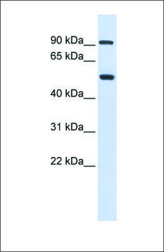 Anti-LOXL1 antibody produced in rabbit affinity isolated antibody