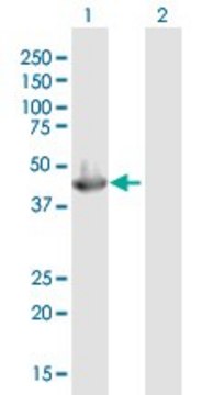 Anti-SERPINB3 antibody produced in mouse purified immunoglobulin, buffered aqueous solution