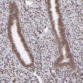 Anti-ZFX antibody produced in rabbit Prestige Antibodies® Powered by Atlas Antibodies, affinity isolated antibody, buffered aqueous glycerol solution