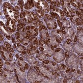Anti-MRPS34 antibody produced in rabbit Prestige Antibodies® Powered by Atlas Antibodies, affinity isolated antibody, buffered aqueous glycerol solution