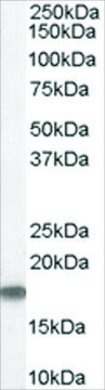 Anti-STMN1/STATHMIN 1 antibody produced in goat affinity isolated antibody, buffered aqueous solution