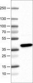 Monoclonal Anti-USP46 antibody produced in mouse Prestige Antibodies® Powered by Atlas Antibodies, clone CL0363, purified immunoglobulin, buffered aqueous glycerol solution