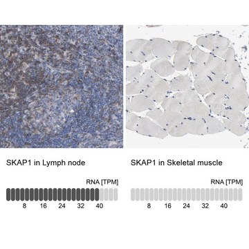 Anti-SKAP1 antibody produced in rabbit Prestige Antibodies&#174; Powered by Atlas Antibodies, affinity isolated antibody, buffered aqueous glycerol solution