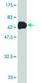 Monoclonal Anti-ANXA2 antibody produced in mouse clone 3E8-B6, purified immunoglobulin, buffered aqueous solution