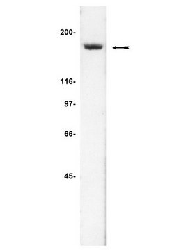 Anti-IQGAP2 Antibody, clone BB9 ascites fluid, clone BB9, Upstate&#174;