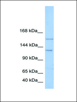 Anti-BRPF3 antibody produced in rabbit affinity isolated antibody