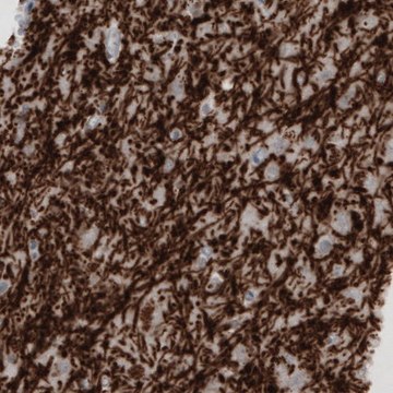 Monoclonal Anti-MBP antibody produced in mouse Prestige Antibodies&#174; Powered by Atlas Antibodies, clone CL2819, purified immunoglobulin, buffered aqueous glycerol solution